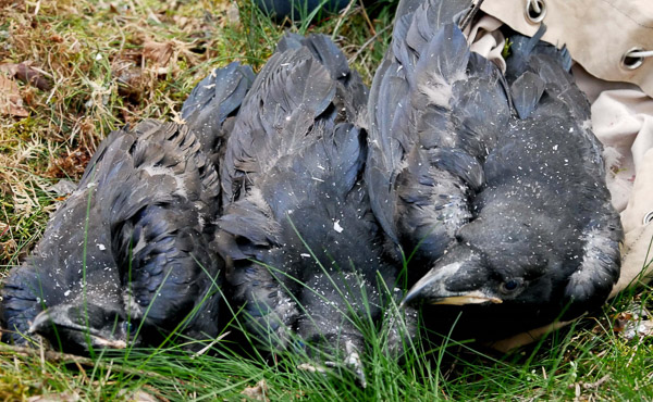 Raven artikelfotos 2018 0003
