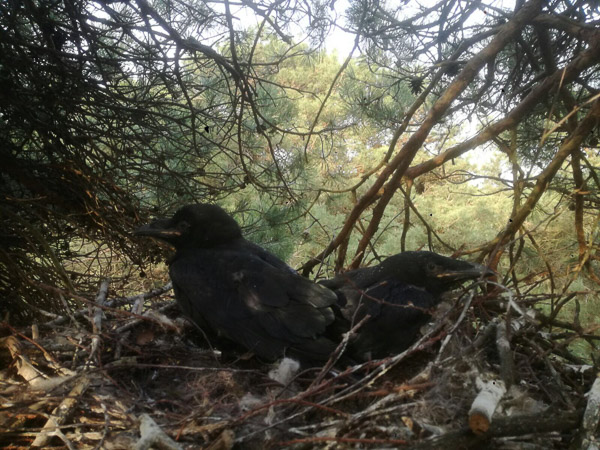 Raven artikelfotos 2018 0004