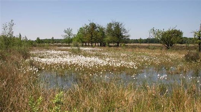 Veenlandschap