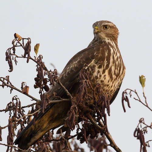 buizerd Henk Jan Bezemer