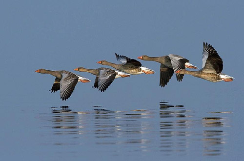 grauwe gans 2015
