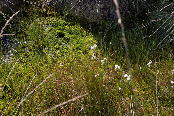 26149 Ontwikkeling hoogveenMarco van de Burgwal Staatsbosbeheer 6