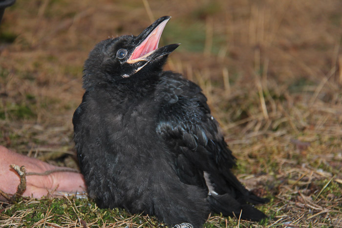 Jonge raaf