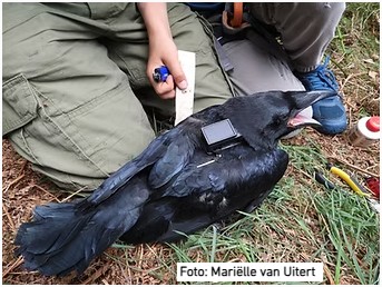 Zenderonderzoek raven