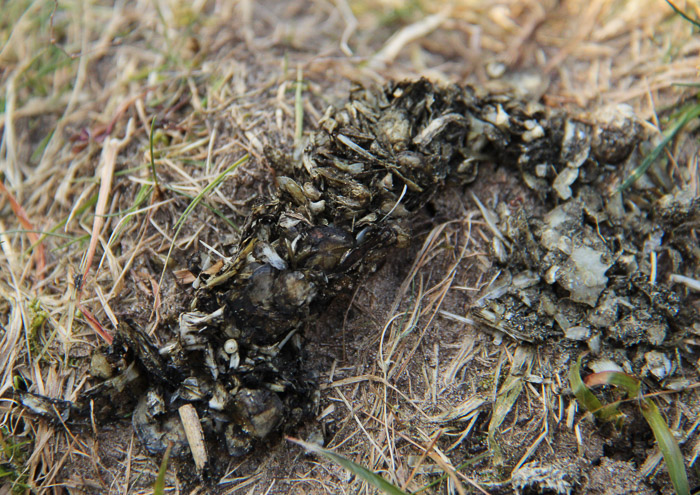 Spraint visotter 2