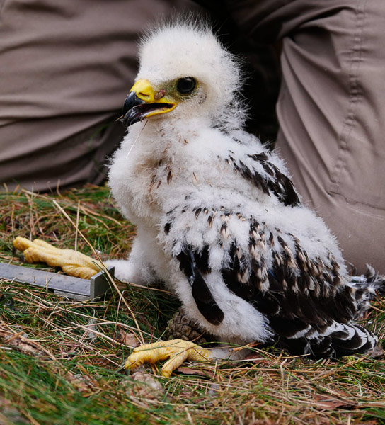 0001Het jong wacht rustig af
