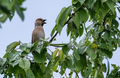 appelvink dauwtrappen 2023