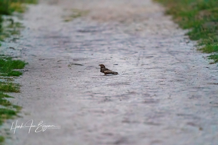 nachtzwaluwentelling 2020 0001