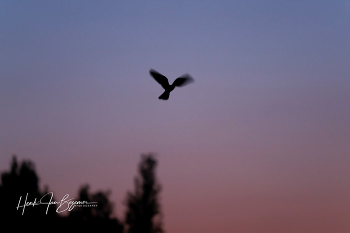 nachtzwaluwentelling 2020 0005