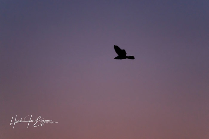 nachtzwaluwentelling 2020 0008