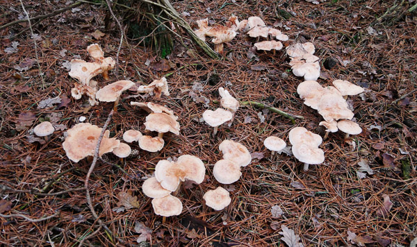 0020 Heksenkring van Gevlekte roestzwammen