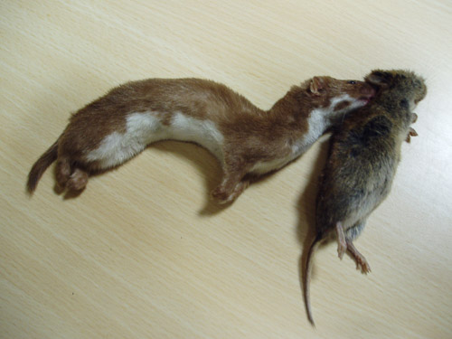 wezel met woelmuis