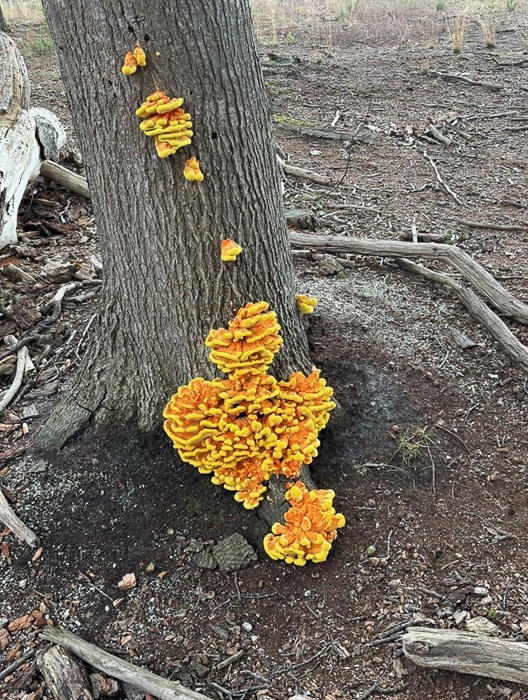 zwavelzwam op stam Lemelerberg 2024